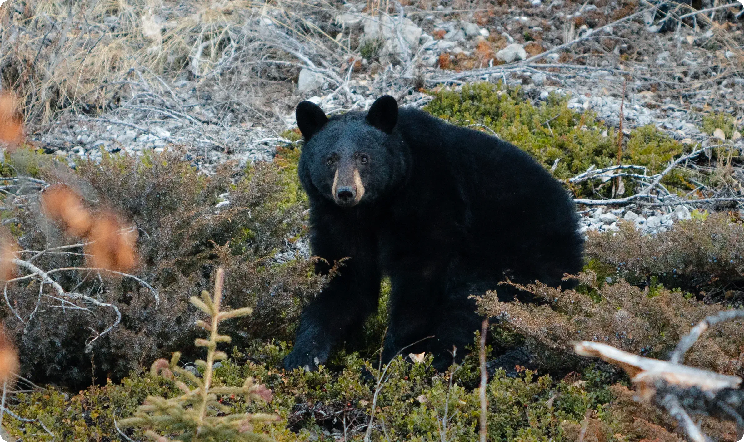 Bear