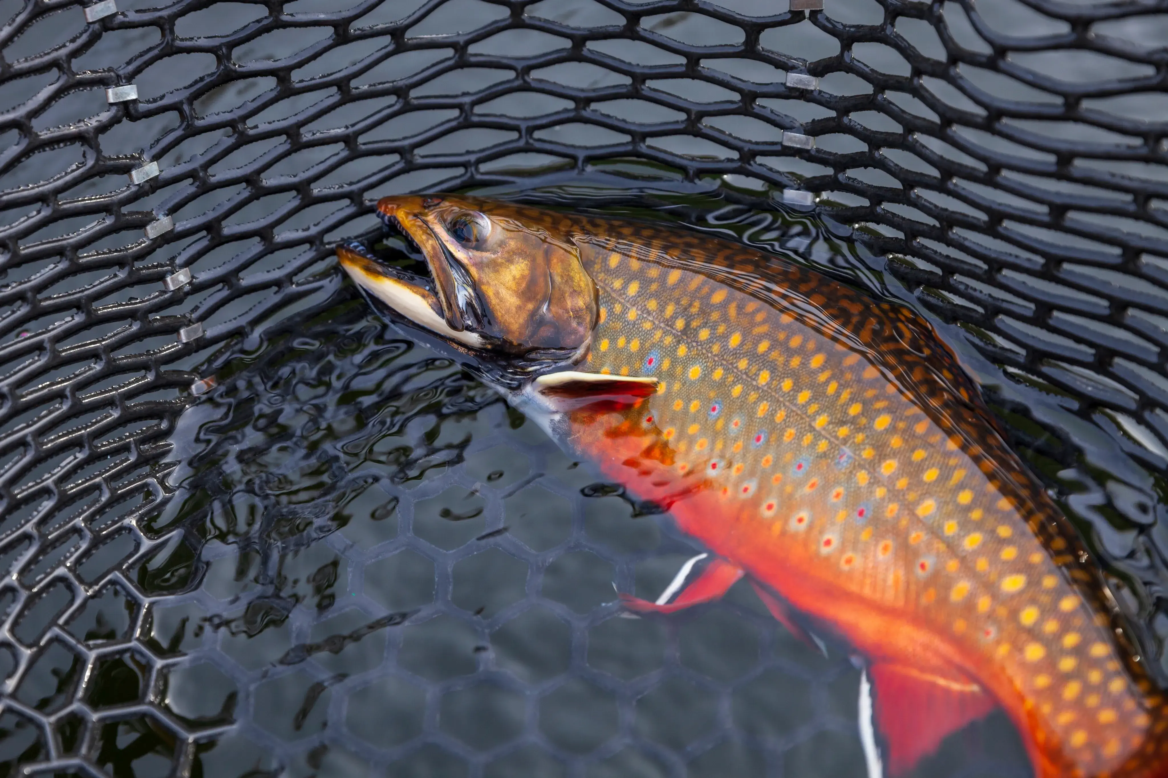 Fish